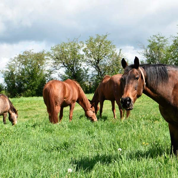 Pension pour chevaux à Sauvagnat-Sainte-Marthe, Puy-de-Dôme